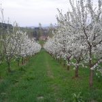 Frühling im Obstgarten